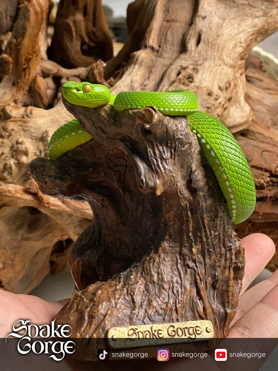 Snake Gorge - Trimeresurus - Thumbnail 5