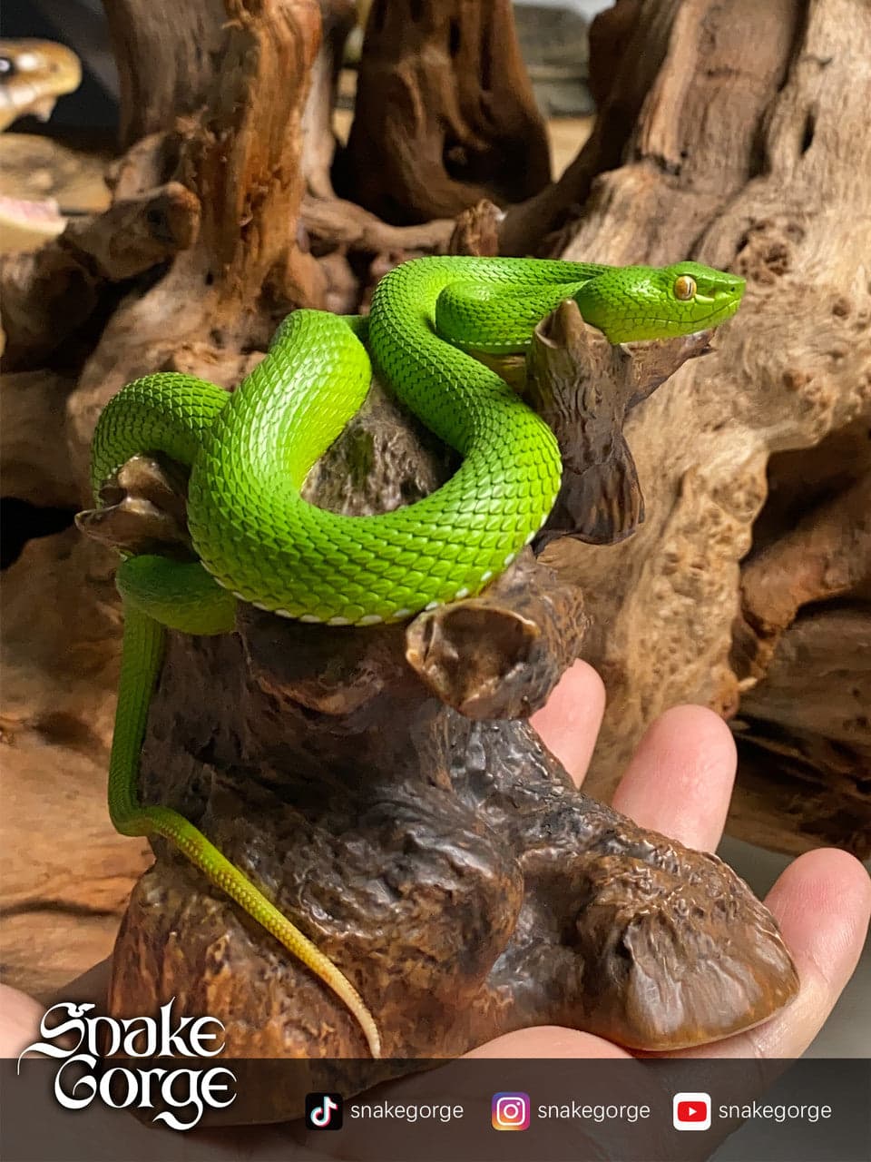 Snake Gorge - Trimeresurus - Thumbnail 3