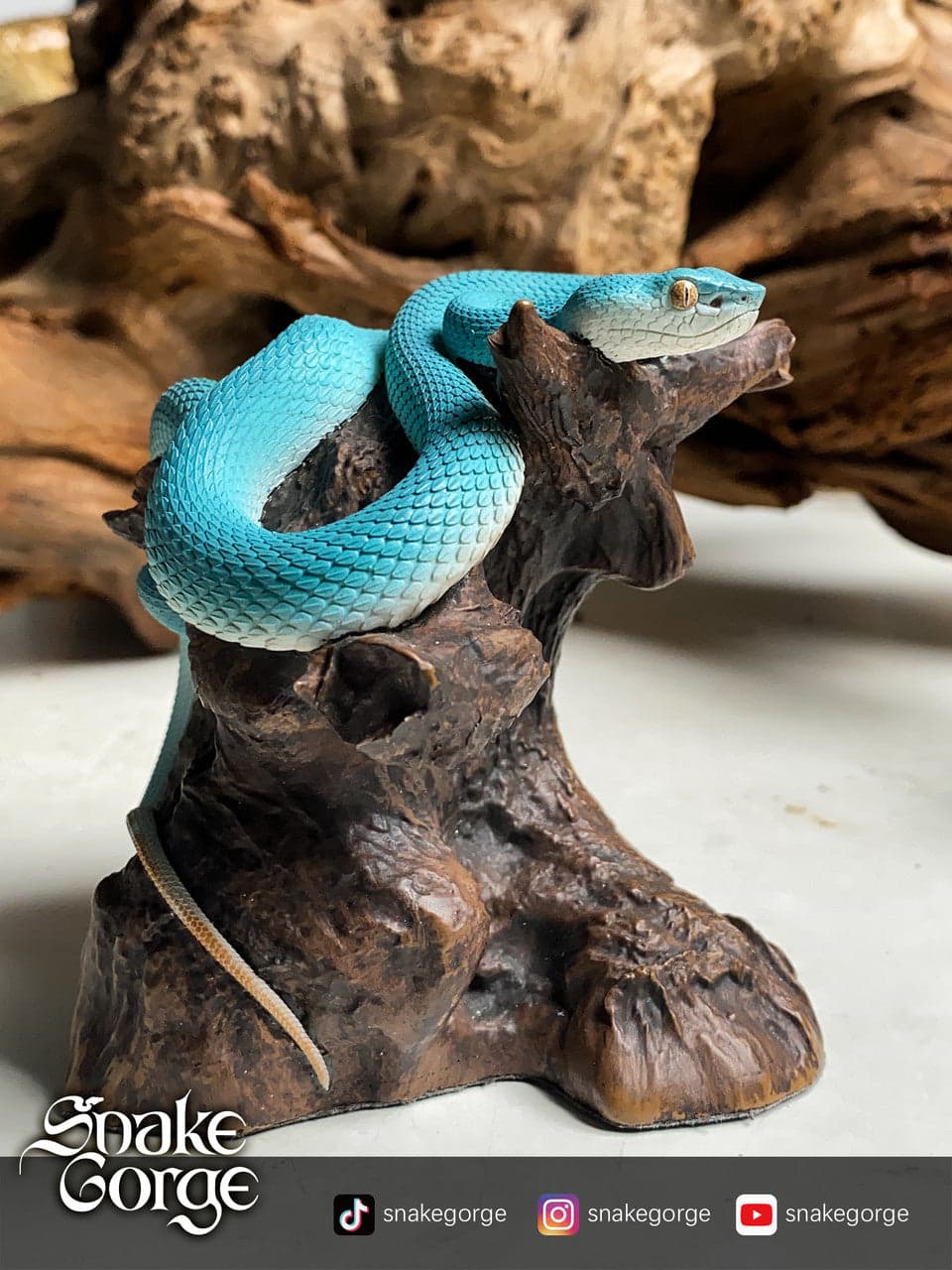Snake Gorge - Trimeresurus - Thumbnail 6