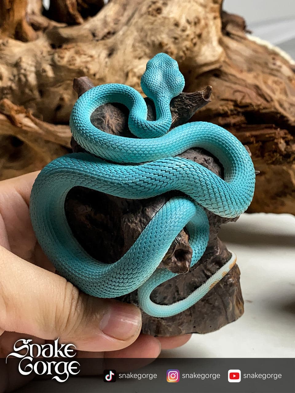 Snake Gorge - Trimeresurus - Thumbnail 2