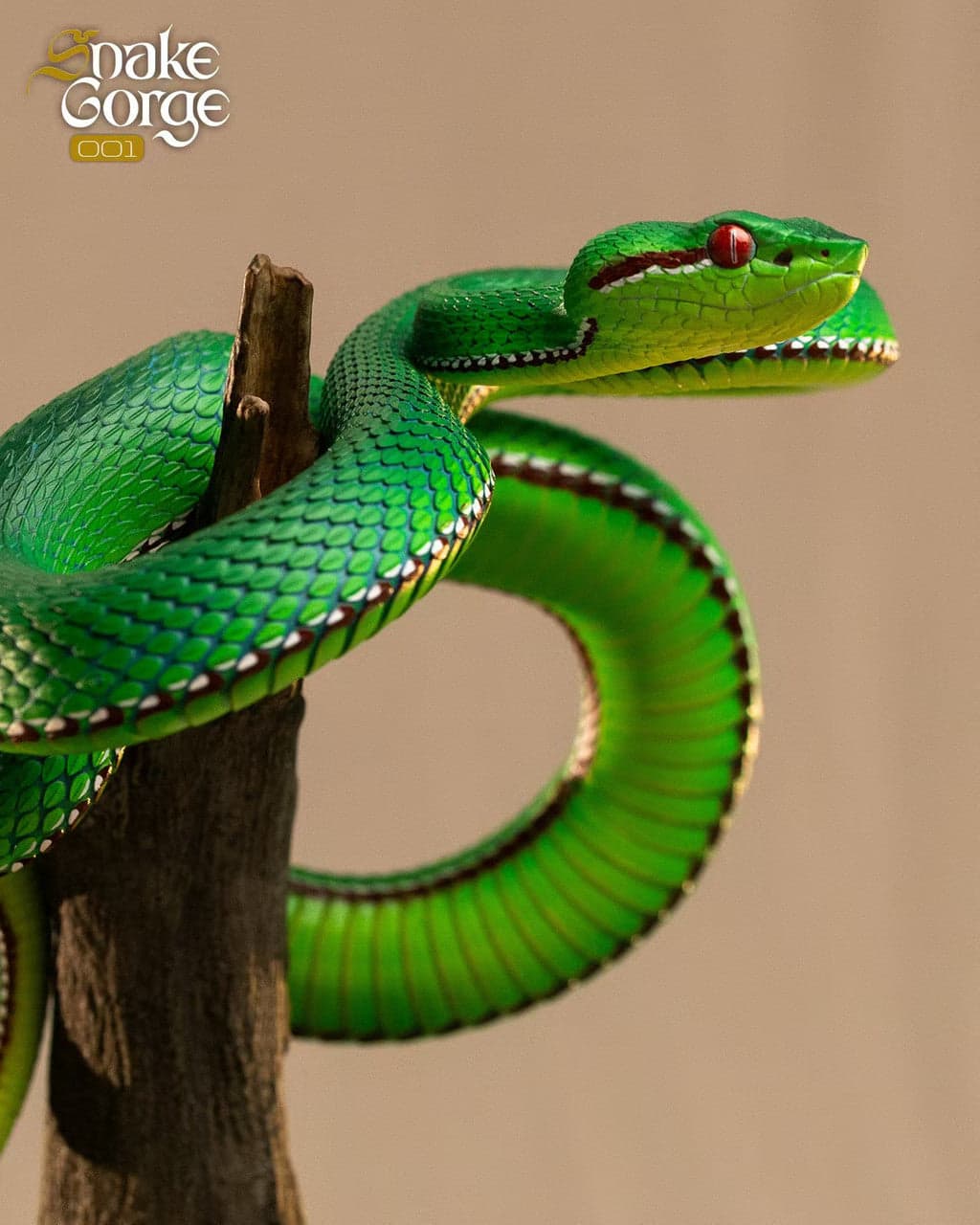 Snake Gorge - Trimeresurus gumprechti - Thumbnail 2