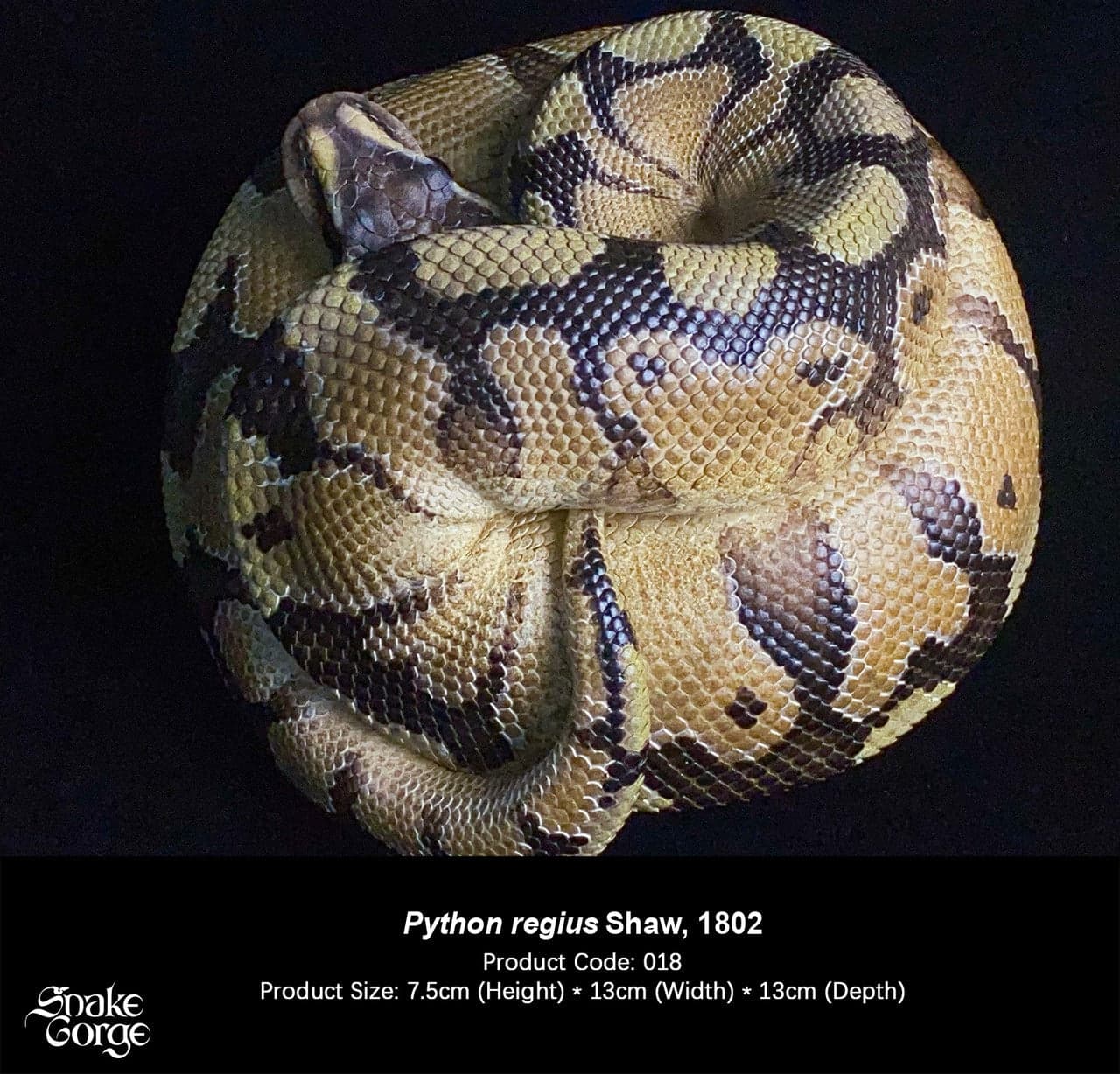 Snake Gorge - Ball python - Thumbnail 4