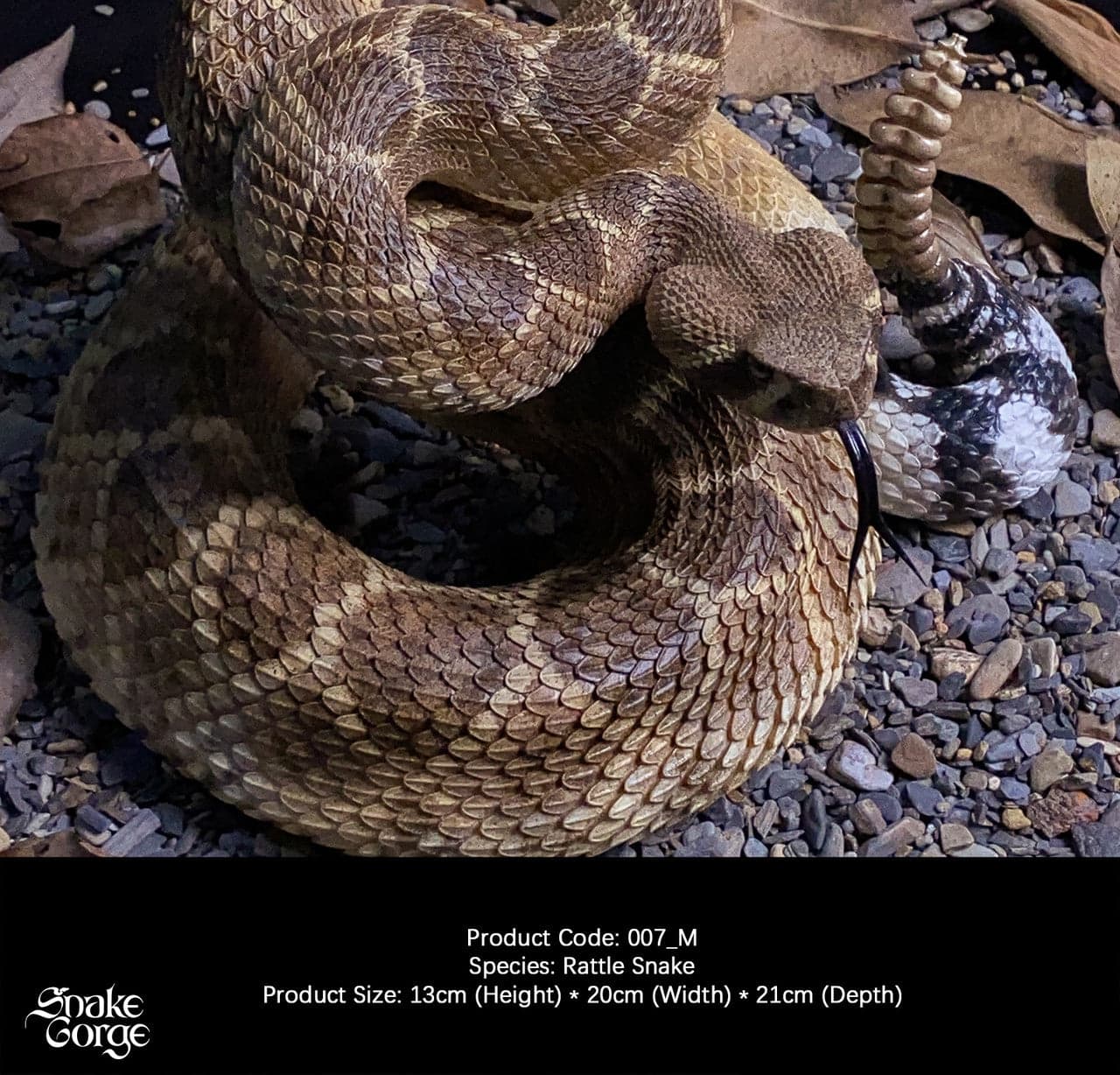 Snake Gorge - Crotalus atrox - Thumbnail 2