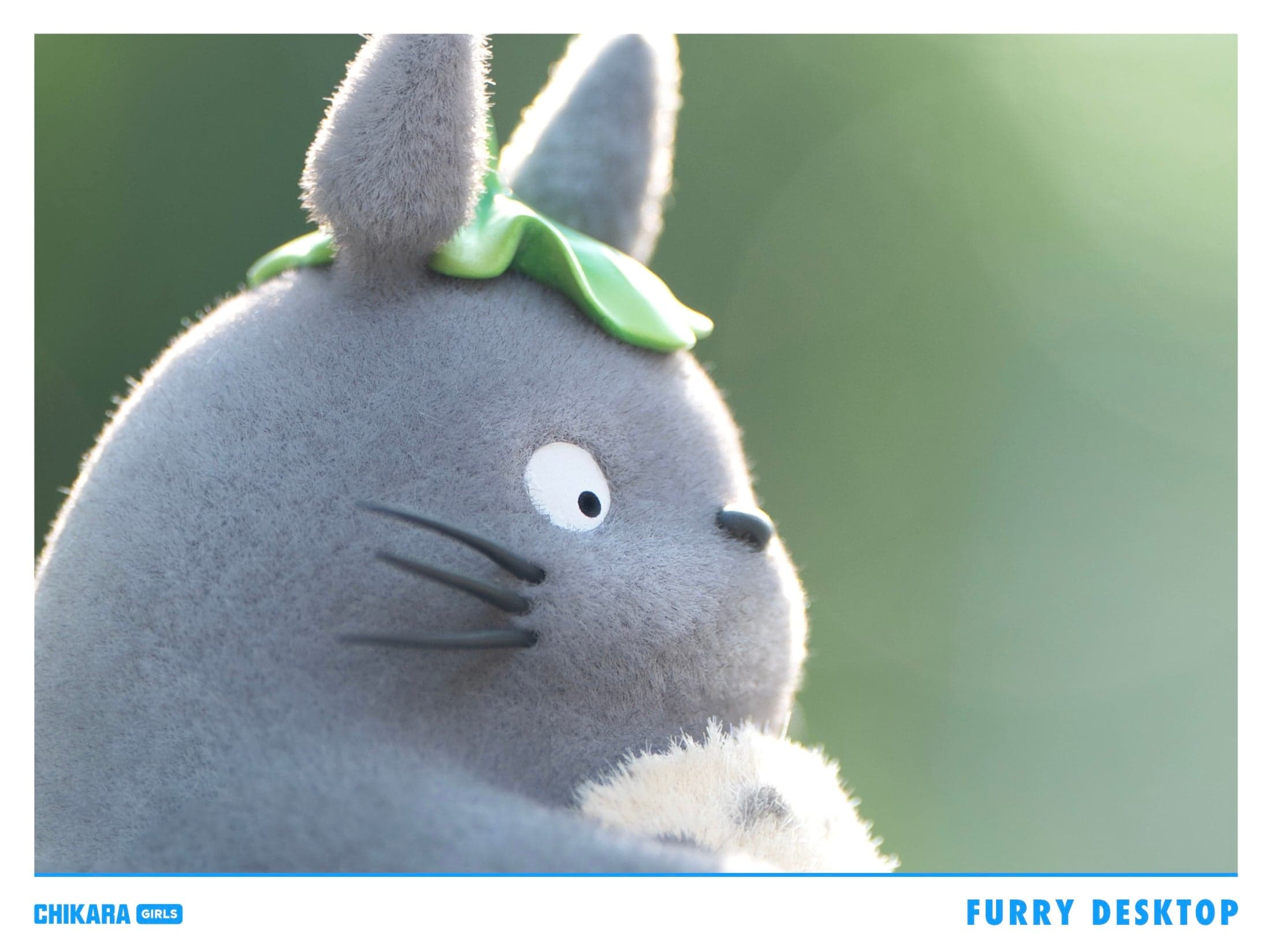 Chikara - Totoro - Thumbnail 4