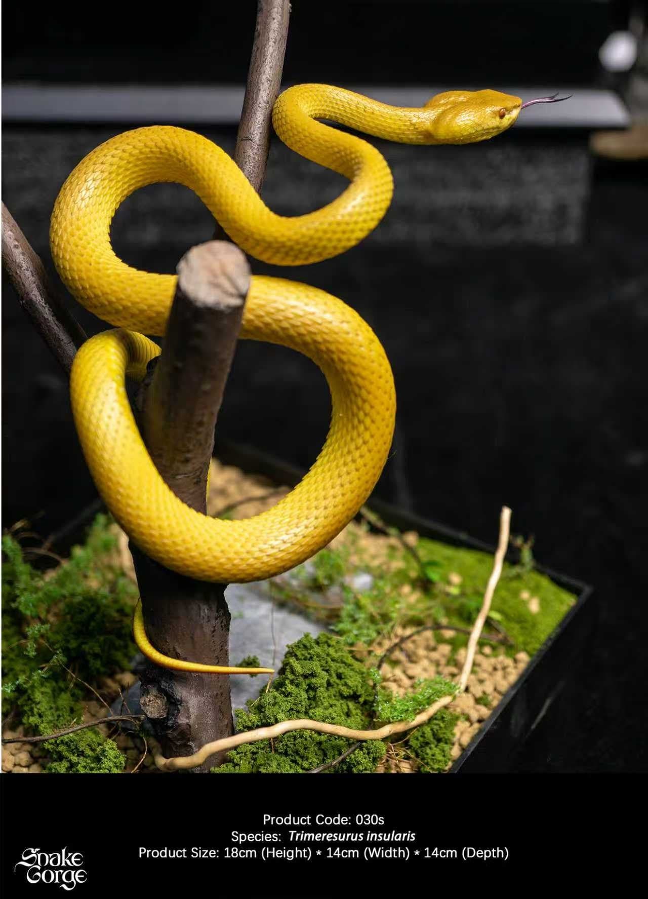 Snake Gorge - Yellow Trimeresurus insularis - Thumbnail 7