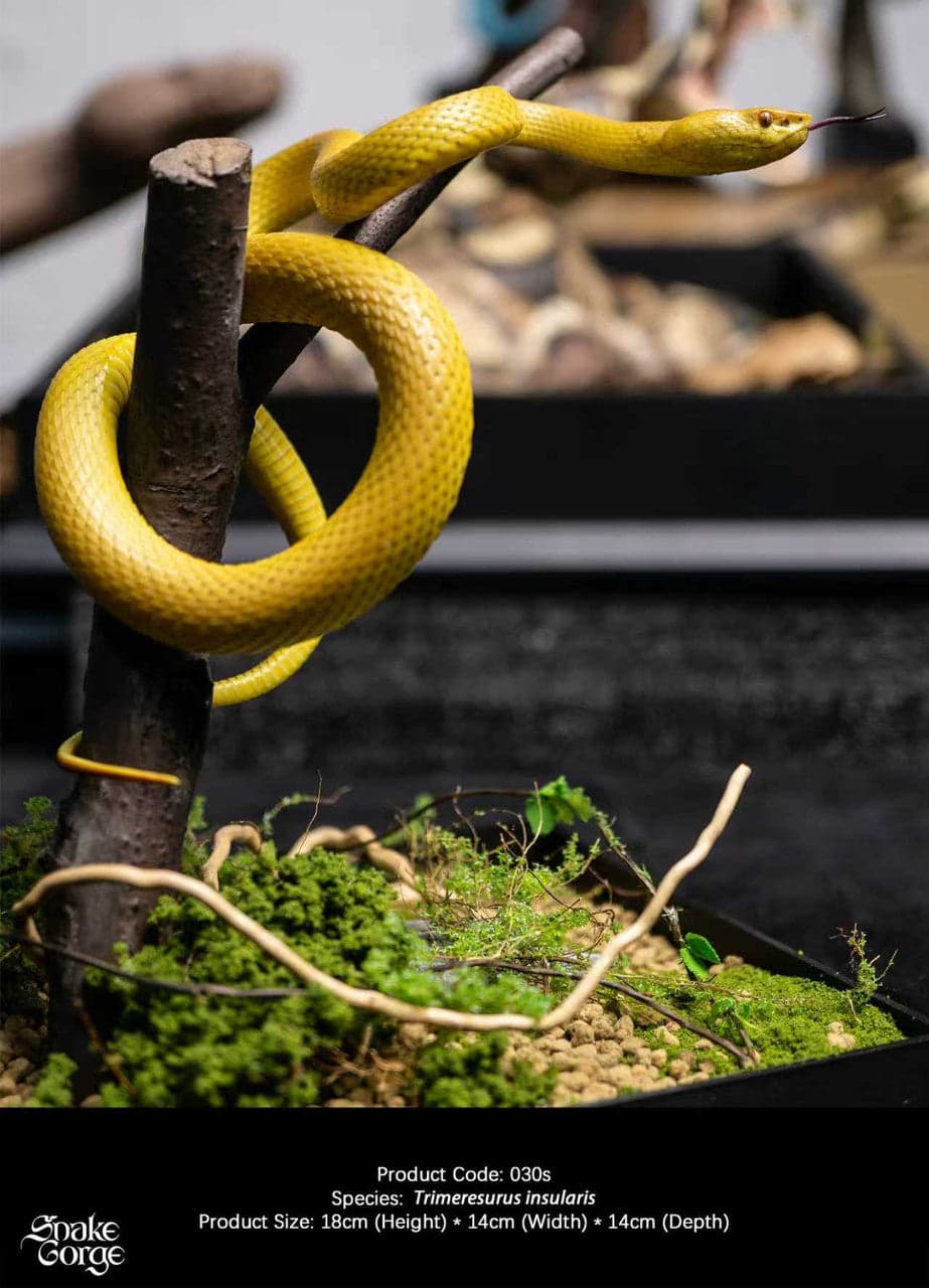 Yellow Trimeresurus insularis