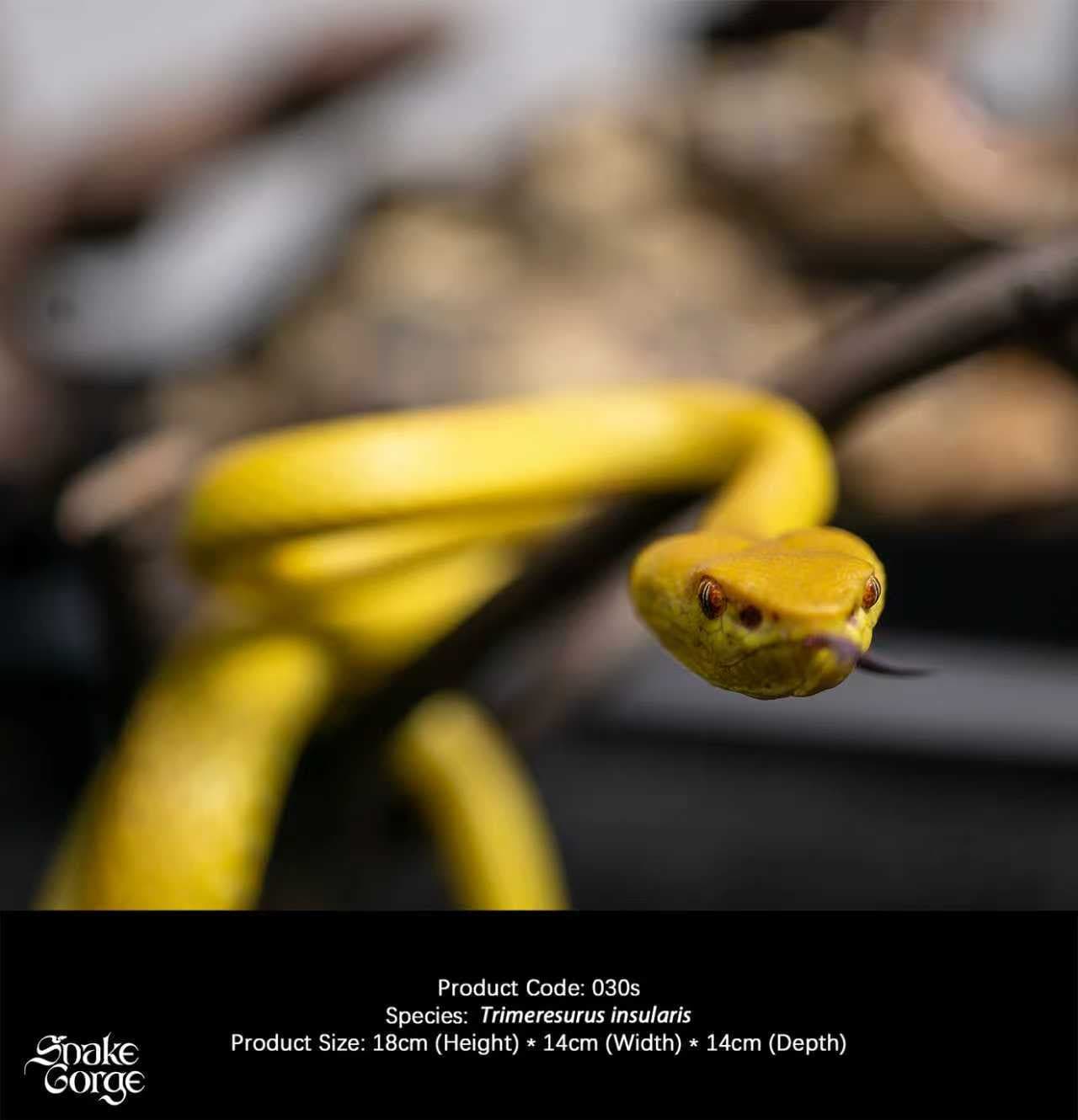 Snake Gorge - Yellow Trimeresurus insularis - Thumbnail 5