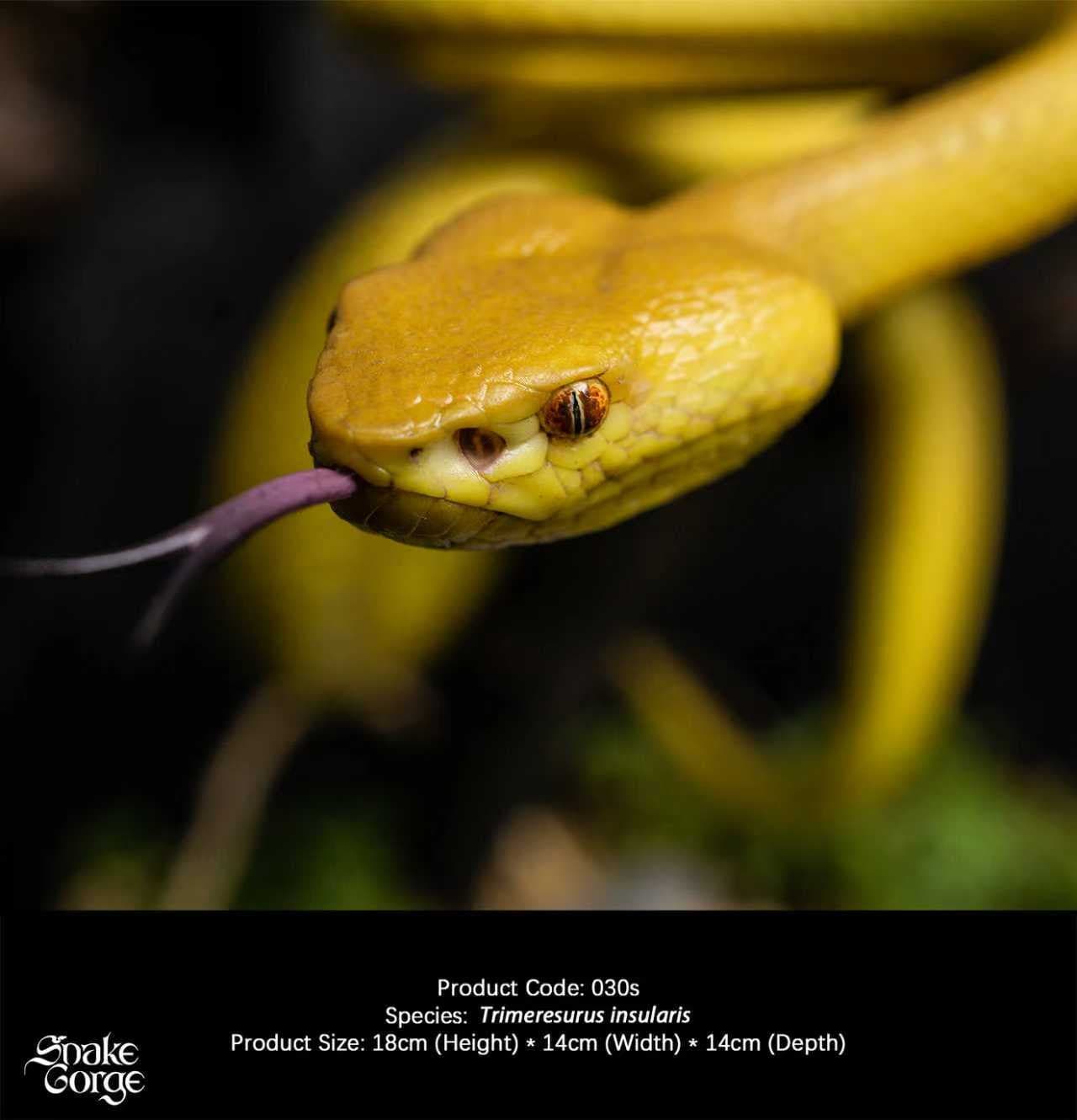 Snake Gorge - Yellow Trimeresurus insularis - Thumbnail 2