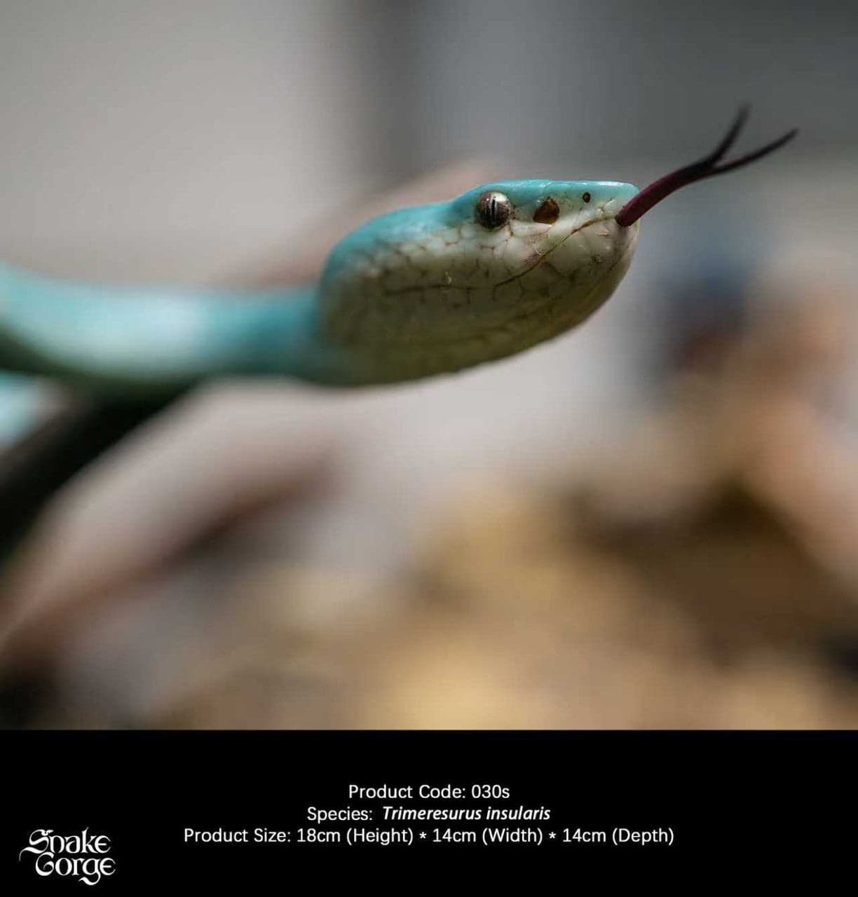 Snake Gorge - Blue Trimeresurus insularis - Thumbnail 4