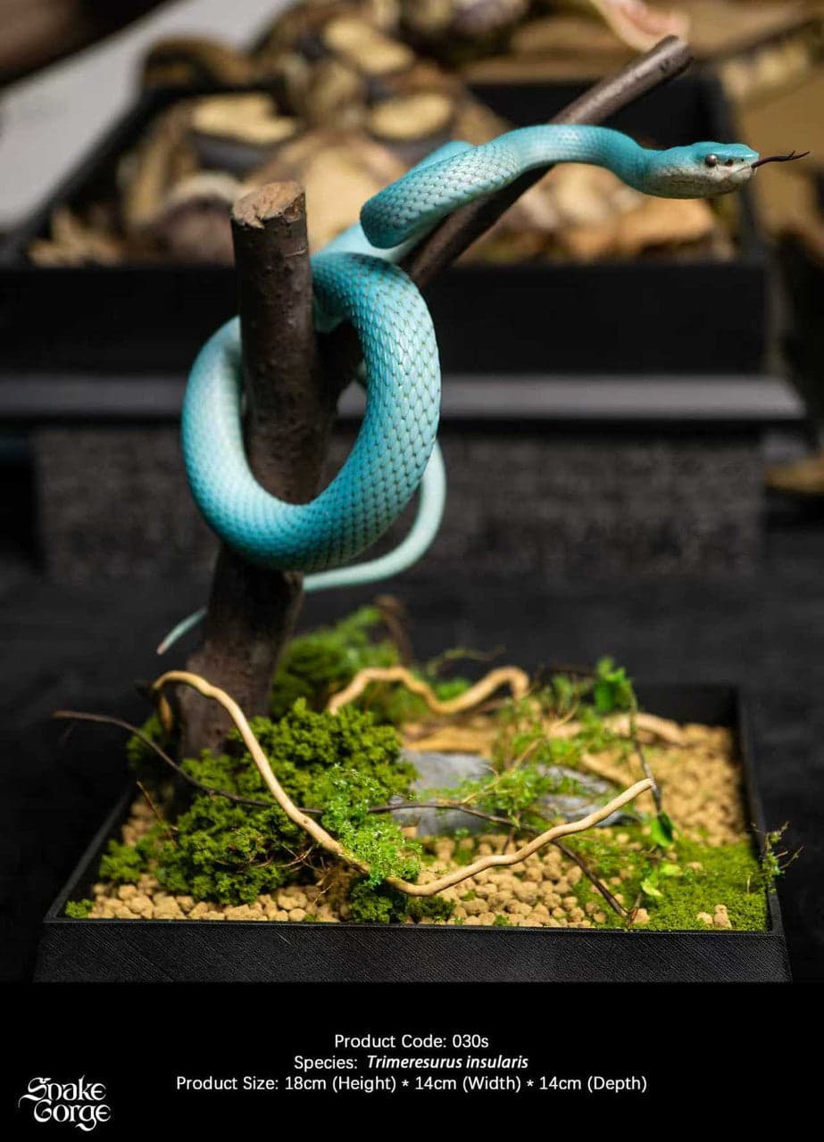 Snake Gorge - Blue Trimeresurus insularis - Thumbnail 3