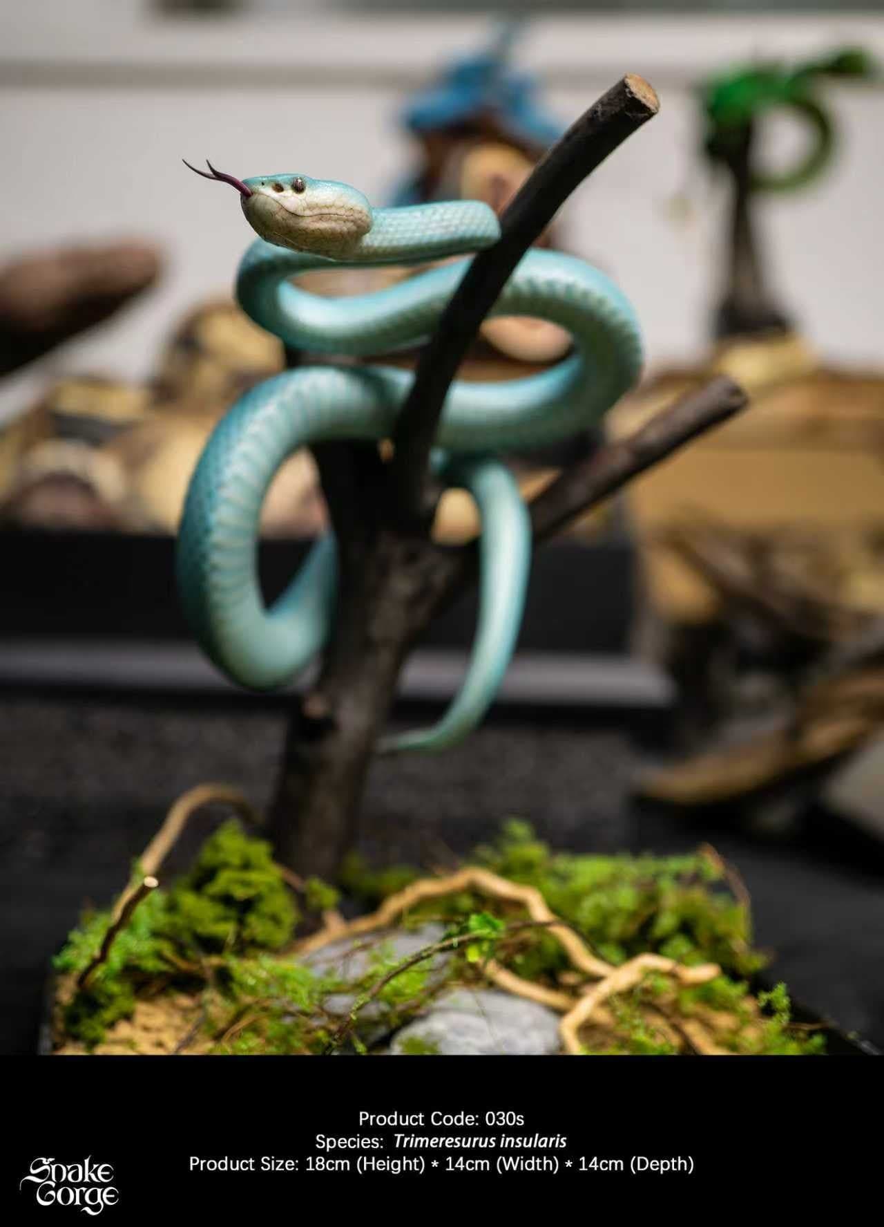 Blue Trimeresurus insularis