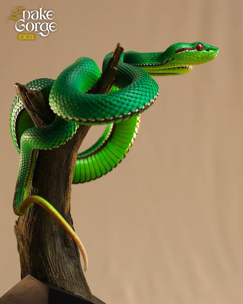 Snake Gorge - Trimeresurus gumprechti - Thumbnail 4