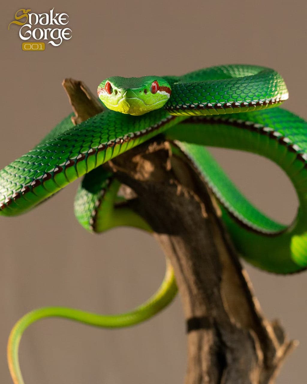 Trimeresurus gumprechti