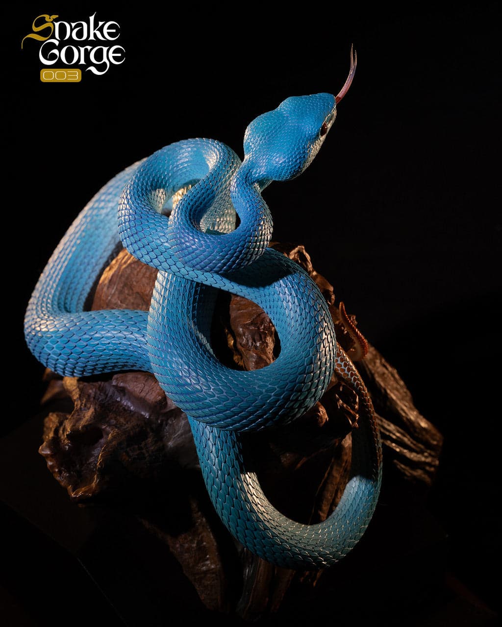Snake Gorge - Indonesian pit viper - Thumbnail 2