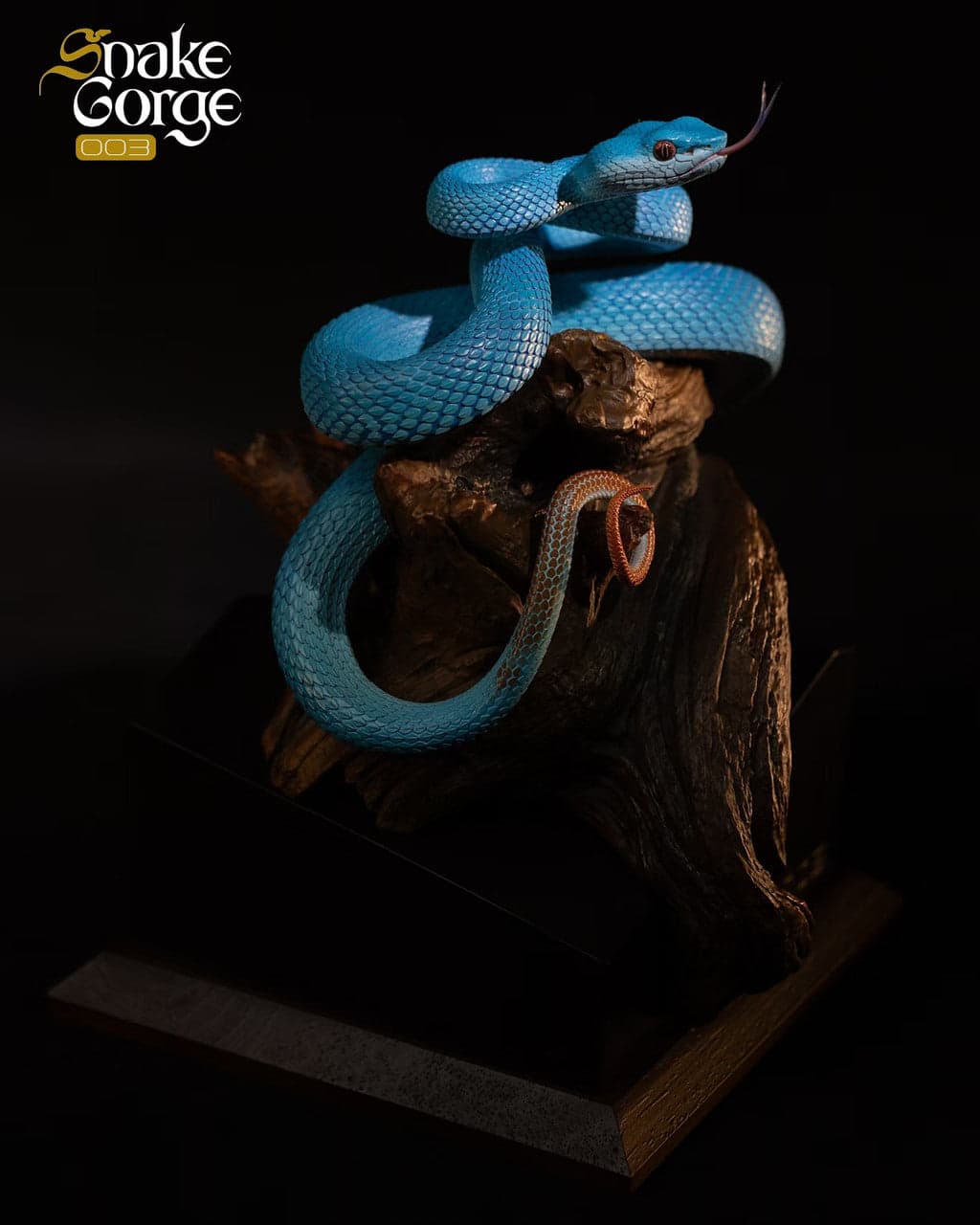Snake Gorge - Indonesian pit viper - Thumbnail 6
