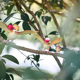 Infinite - Pidgeot 9