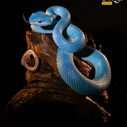 Snake Gorge - Indonesian pit viper 1