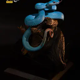 Snake Gorge - Indonesian pit viper 6