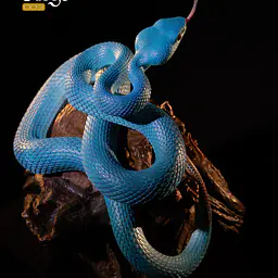 Snake Gorge - Indonesian pit viper 2