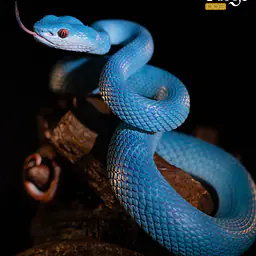 Snake Gorge - Indonesian pit viper 5