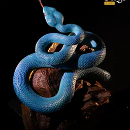 Snake Gorge - Indonesian pit viper 3