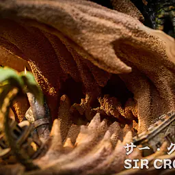 Shun - Crocodile 9