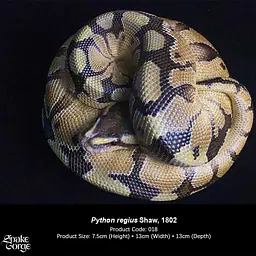 Snake Gorge - Ball python 2