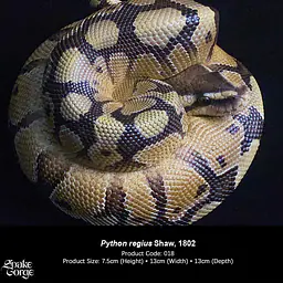 Snake Gorge - Ball python 3