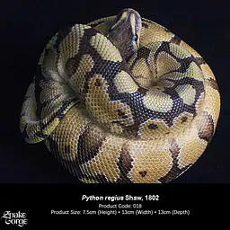Snake Gorge - Ball python 5