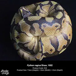 Snake Gorge - Ball python 4