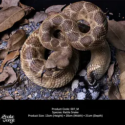 Snake Gorge - Crotalus atrox 1