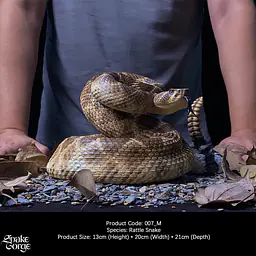 Snake Gorge - Crotalus atrox 3