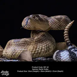 Snake Gorge - Crotalus atrox 4