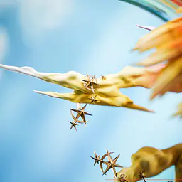 Cybera - Ho-Oh 6