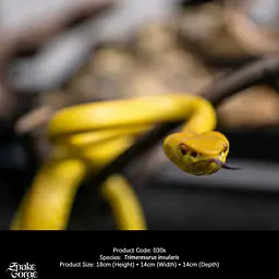 Snake Gorge - Yellow Trimeresurus insularis 5