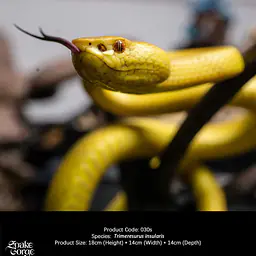 Snake Gorge - Yellow Trimeresurus insularis 3