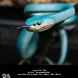 Snake Gorge - Blue Trimeresurus insularis 2