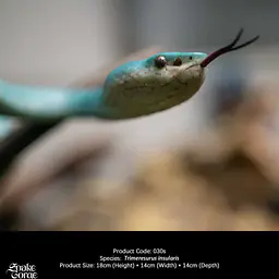 Snake Gorge - Blue Trimeresurus insularis 4