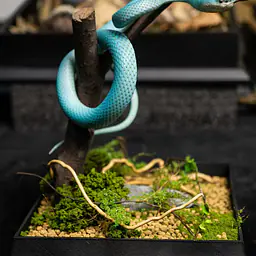 Snake Gorge - Blue Trimeresurus insularis 3