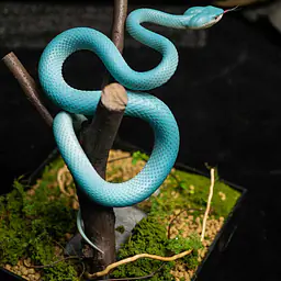 Snake Gorge - Blue Trimeresurus insularis 6
