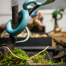 Snake Gorge - Blue Trimeresurus insularis 5