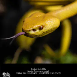 Snake Gorge - Yellow Trimeresurus insularis 2