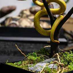 Snake Gorge - Yellow Trimeresurus insularis 6