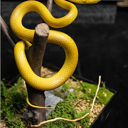 Snake Gorge - Yellow Trimeresurus insularis 7