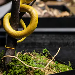 Snake Gorge - Yellow Trimeresurus insularis 1