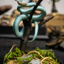 Snake Gorge - Blue Trimeresurus insularis 1