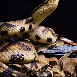 Snake Gorge - Deinagkistrodon acutus 5