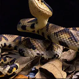 Snake Gorge - Deinagkistrodon acutus 6