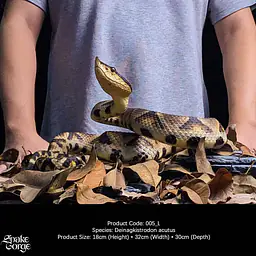Snake Gorge - Deinagkistrodon acutus 1