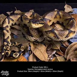 Snake Gorge - Deinagkistrodon acutus 2